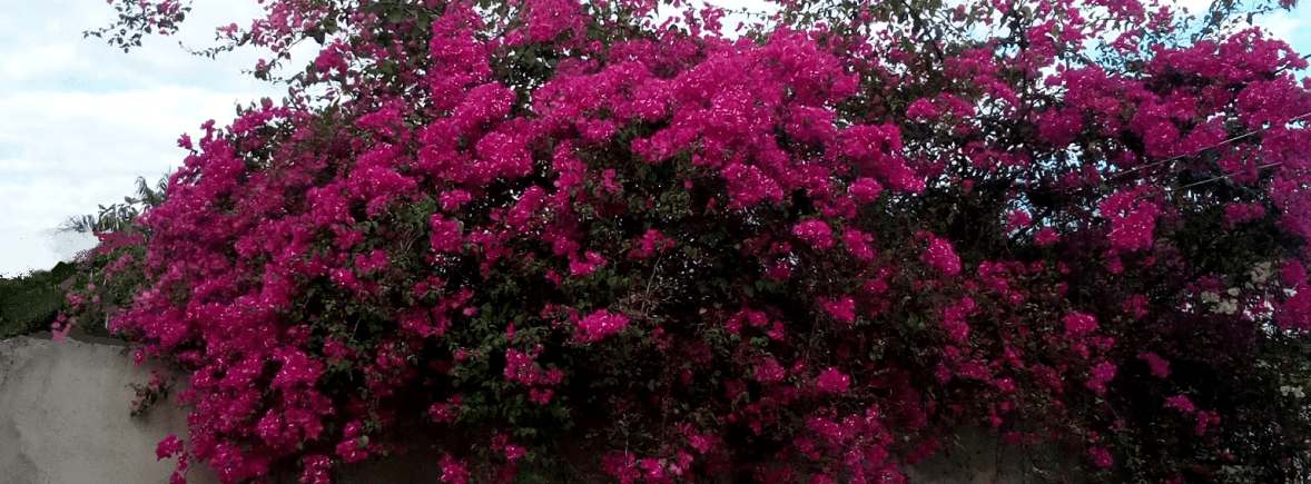 Bougainvillea Hedge