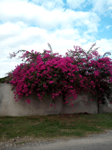 Bougainvillea Hedge